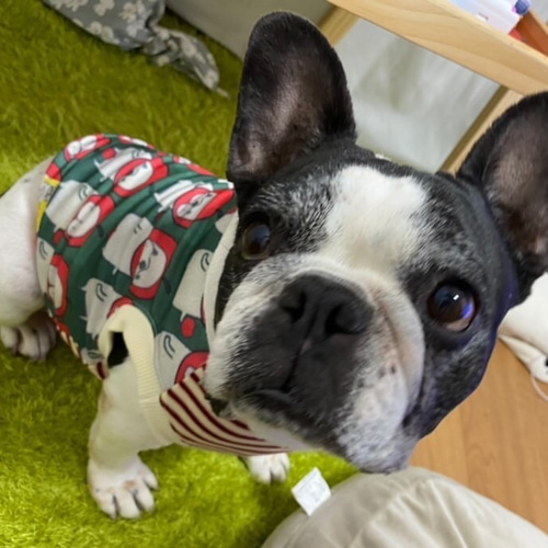 犬服オーダー☆数量限定りんごブヒ柄タンクフレブル服犬服フレンチ