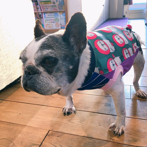 犬服オーダー☆数量限定りんごブヒ柄タンクフレブル服犬服フレンチ
