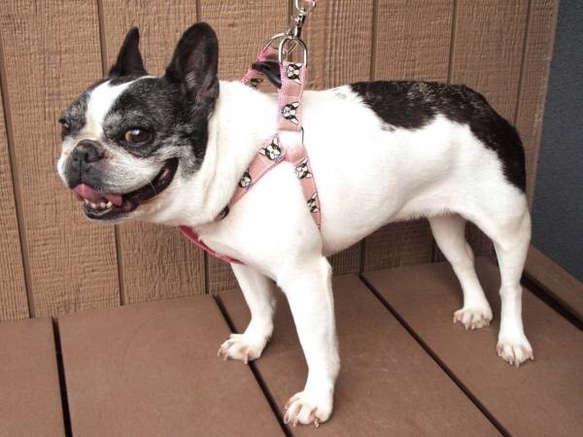 銷售★復古粉紅色的花線束及鉛的法國鬥牛犬Fureburu小型犬中型犬 第3張的照片
