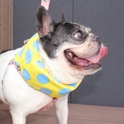 熱中症対策★ひんやりクールネックドーナツBIGドット黄色フレンチブルドックフレブルパグ中型犬 1枚目の画像