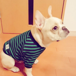 秋冬犬服オーダー★シンプルボーダーＴ紺緑フレンチブル犬服パグ 2枚目の画像