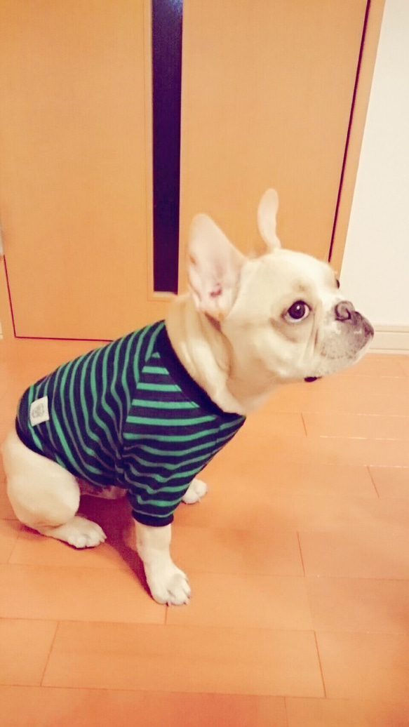 秋冬犬服オーダー★シンプルボーダーＴ紺緑フレンチブル犬服パグ 2枚目の画像