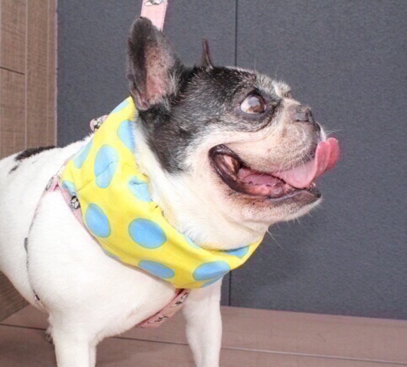 熱中症対策★ひんやりクールネックドーナツBIGドット黄色フレンチブルドックフレブルパグ中型犬 2枚目の画像