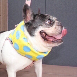 熱中症対策★ひんやりクールネックドーナツBIGドット青フレンチブルドックフレブルパグ中型犬 2枚目の画像