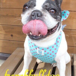 針對中暑的措施★涼爽的圍裙點和邊框粉紅色的法國鬥牛犬帕格中型犬小型犬大型犬Toypoo Dax shih tzu 第3張的照片