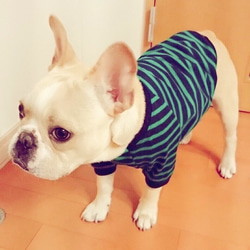 秋冬犬服オーダー★シンプルボーダーＴ紺緑フレンチブル犬服パグ 1枚目の画像