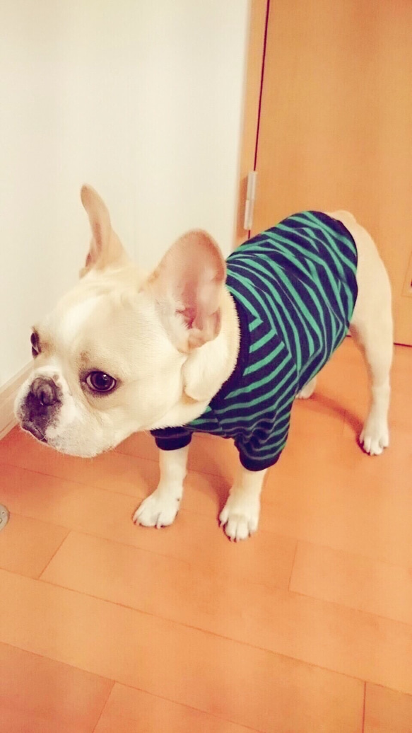 秋冬犬服オーダー★シンプルボーダーＴ紺緑フレンチブル犬服パグ 1枚目の画像