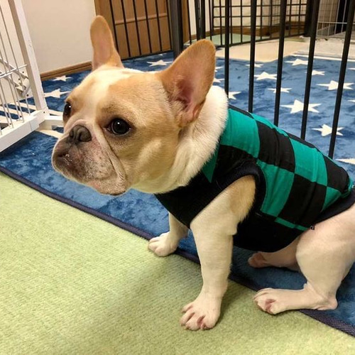 新作犬服オーダー☆市松模様緑タンク緑フレブル服パグ服犬服フレンチ