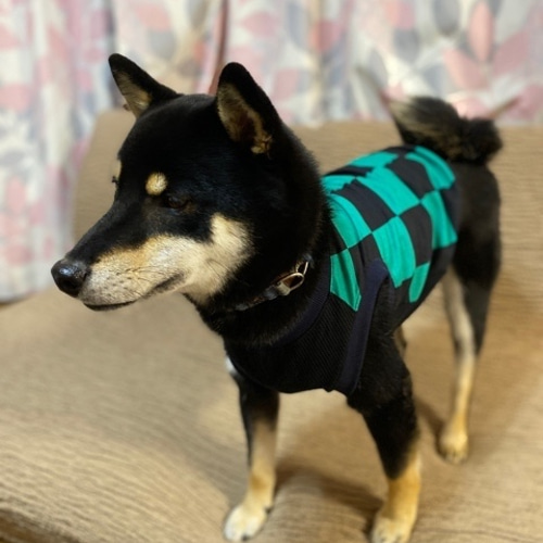 新作犬服オーダー☆市松模様緑タンク緑フレブル服パグ服犬服