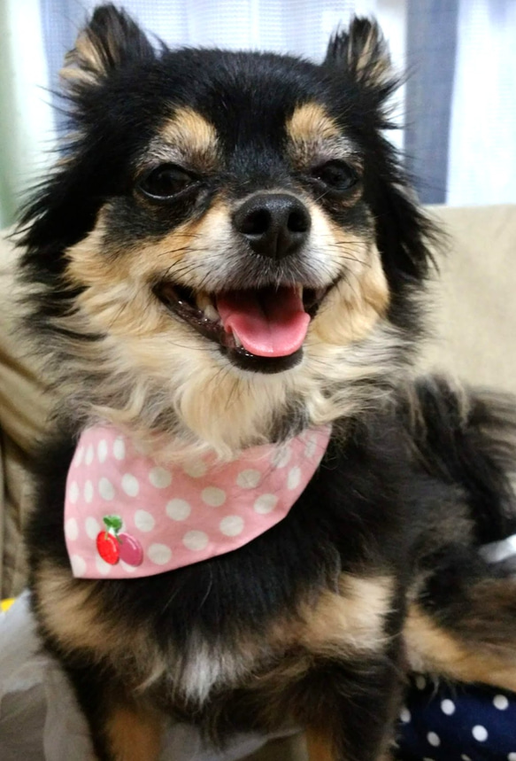 【送料無料】ペット 用 スカーフ 犬 猫 用 バンダナ おしゃれ スカーフ 花 柄 ピンク ドット 水色 リバーシブル 3枚目の画像