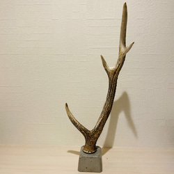 値下げ！【鹿の角スタンド】送料込☆値下げ！インテリアにも最適。洗浄