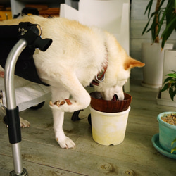 植木鉢にもなるペットの首にやさしいハイスタンドのドッグフードボウルスタンド　dog food bowl stand 3枚目の画像