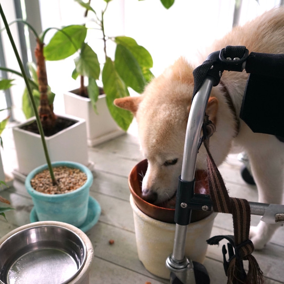 植木鉢にもなるペットの首にやさしいハイスタンドのドッグフードボウルスタンド　dog food bowl stand 5枚目の画像