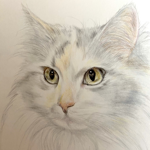 オーダーメイド 色鉛筆画 ハガキサイズ 似顔絵 猫 犬 絵画 かよ