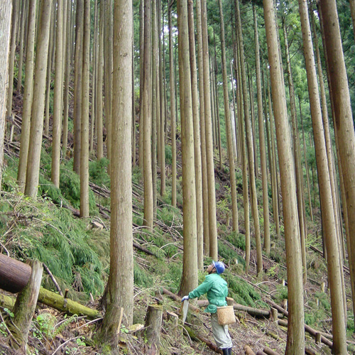 吉野ひのきアロマライト「山＋星」 スタンドライト・テーブルランプ
