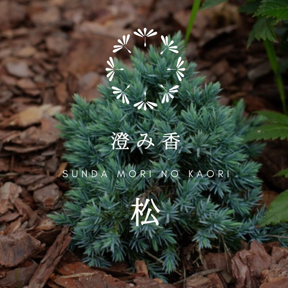 SUMIKA 65(アルコール濃度65%) アロマスプレー "松(pine)" 60ml 1枚目の画像