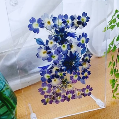 七夕 天の川 押し花 フレーム フォトフレーム・写真立て 真蓮花