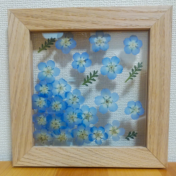 送料無料】ネモフィラ 舞う 透明 押し花 木製フレーム その他