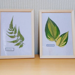 【送料無料】ボタニカル 植物標本 シダ植物、ギボウシ　2種セット押し花 フレーム 1枚目の画像