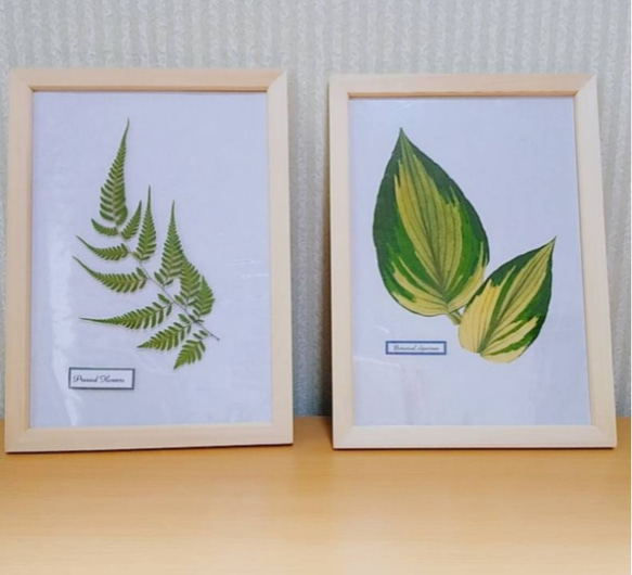 【送料無料】ボタニカル 植物標本 シダ植物、ギボウシ　2種セット押し花 フレーム 1枚目の画像