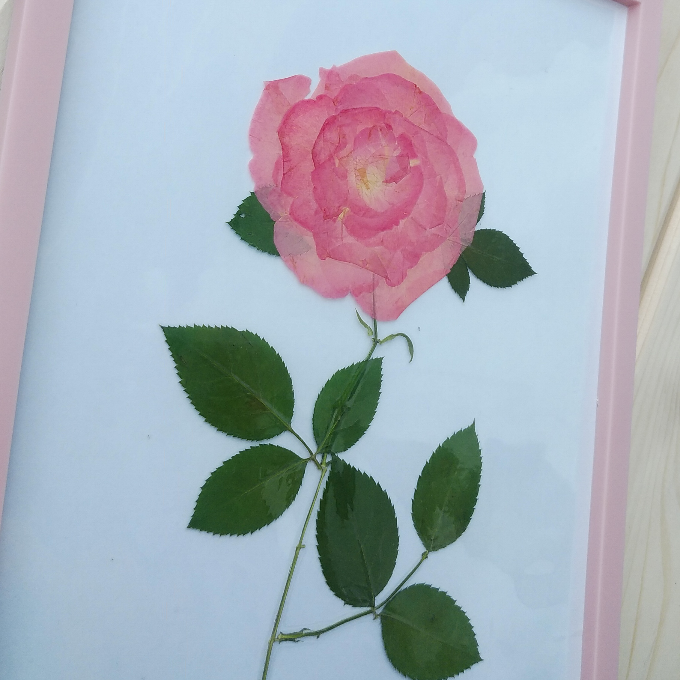 アートフレーム　ピンクの薔薇