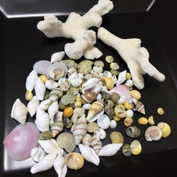 ミニミニ貝殻+枝サンゴのセット 送料無料 1枚目の画像