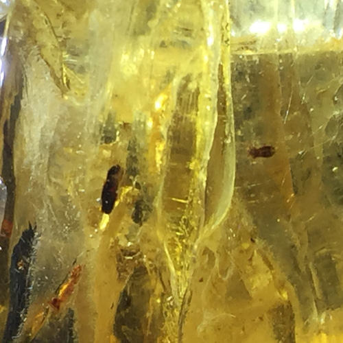 虫入りナチュラルコパル 虫入りコパル（琥珀） ｜ パワーストーン・天然石・原石の専門店ワンハート