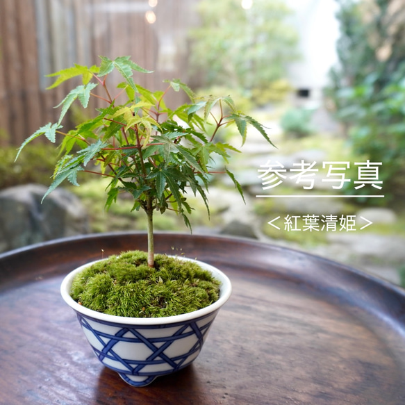 染付籠菱四つ目紋植木鉢　口径 約11.7cm　高さ 約6.5cm 6枚目の画像