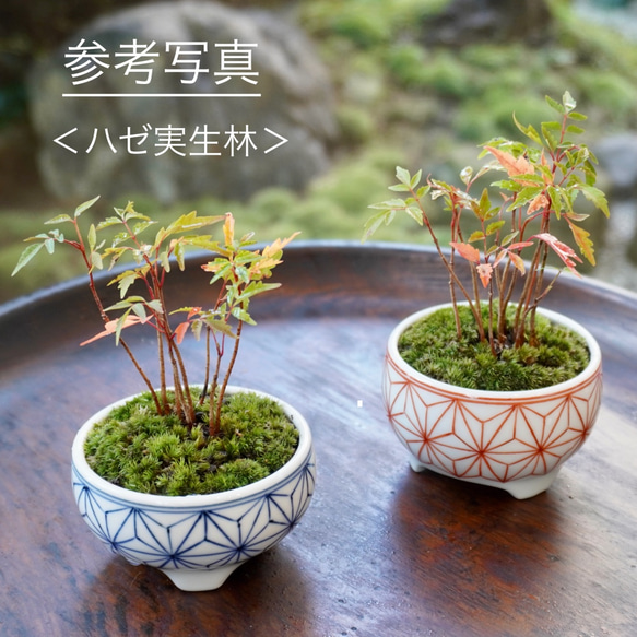 染付麻の葉紋豆植木鉢　口径約7.2cm　高さ約4.0cm 4枚目の画像