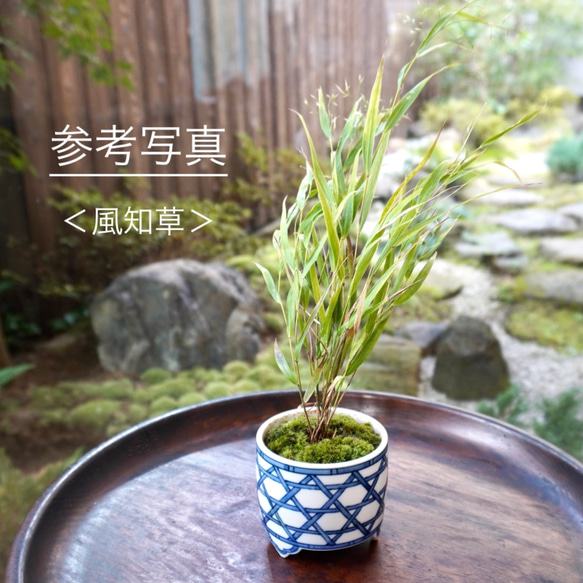 染付祥瑞紋植木鉢　口径約8.1cm　高さ約7.1cm 7枚目の画像