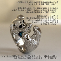 宝石を噛むシュナウザーリング【送料無料】一心不乱に宝石をかじるシュナウザーの指輪です 2枚目の画像
