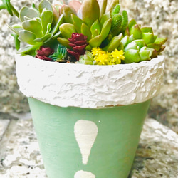 リメイク缶219☆多肉植物☆寄せ植え 多肉植物の寄せ植え（リメイク缶） 多肉植物 green factory 通販