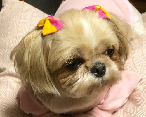 犬服・アクセサリー Fluffy 0_5b940e28f98fecd65facd53457e5