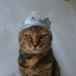 ティアラコスプレ ペット服・アクセサリー Tomo's Gallery 通販