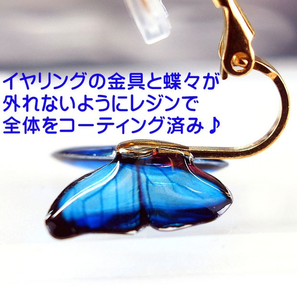 ☆煌めくモルフォ蝶のイヤリング☆彡 5枚目の画像