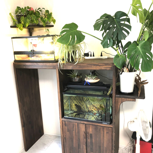 Ｇ38 流木　爬虫類　両生類シェルター　インテリア　観葉植物　ハンドメイド　生花 楽天市場】Archnote 爬虫類 シェルター レオパ カナヘビ トカゲ