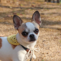 オーガニックコットン使用✳︎手編みペットスタイorバンダナ　小型犬さん猫さん用　no.11 2枚目の画像