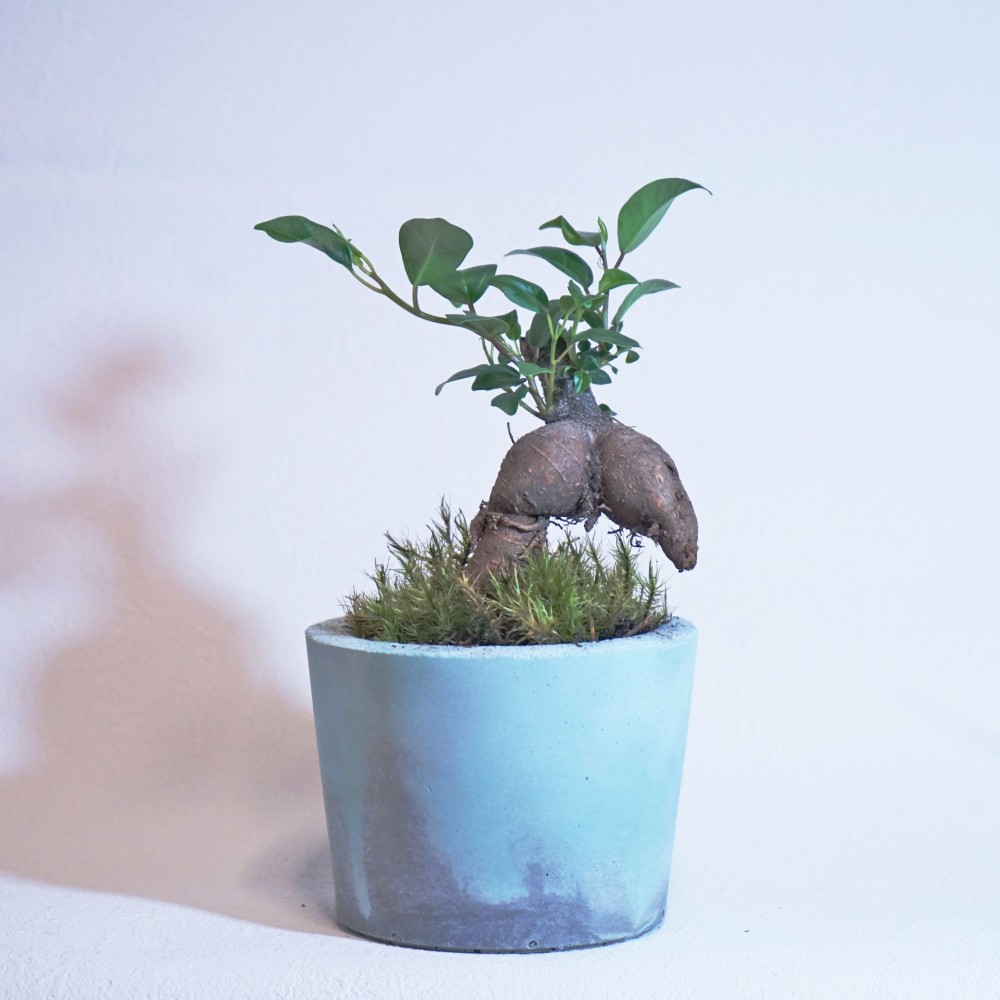 ガジュマル　インテリアランプ　観葉植物 苔 手のひらサイズの『ガジュマル』苔玉🌿 独特な風貌と育てやすさで人気