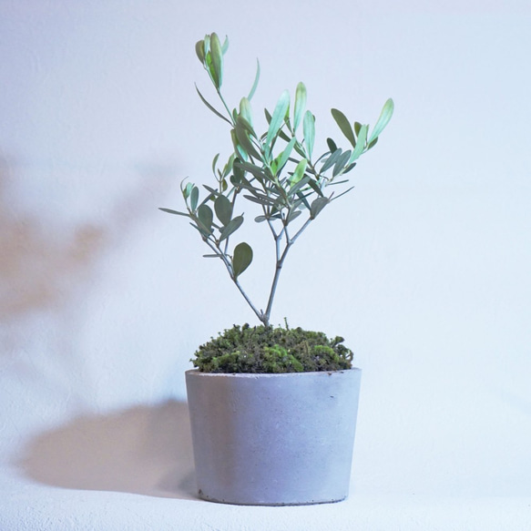 【デスクに置ける観葉植物】オリーブ×スナ苔の鉢植え／こんもりカワイイBONSAI 1枚目の画像