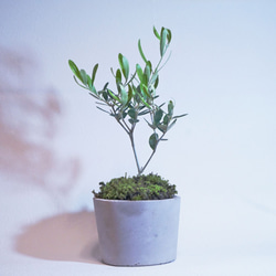 【デスクに置ける観葉植物】オリーブ×スナ苔の鉢植え／こんもりカワイイBONSAI 2枚目の画像