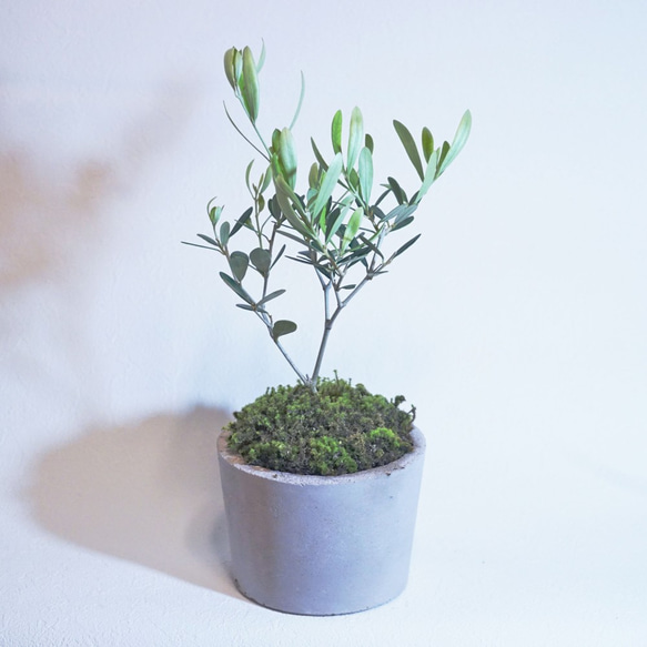 【デスクに置ける観葉植物】オリーブ×スナ苔の鉢植え／こんもりカワイイBONSAI 3枚目の画像