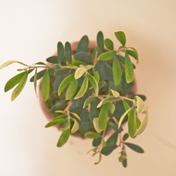 【デスクに置ける観葉植物】オリーブ×スナ苔の鉢植え／こんもりカワイイBONSAI 4枚目の画像