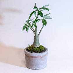 【デスクに置ける観葉植物】アデニウム×スナ苔の鉢植え／褐色のラインが入ったモルタル鉢／送料全国一律850円 2枚目の画像