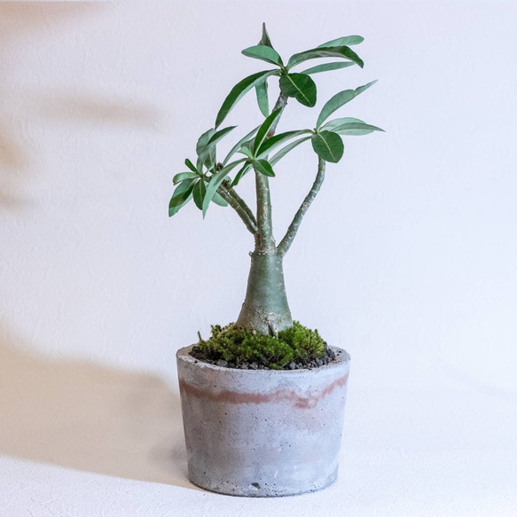 【デスクに置ける観葉植物】アデニウム×スナ苔の鉢植え／褐色のラインが入ったモルタル鉢／送料全国一律850円 3枚目の画像