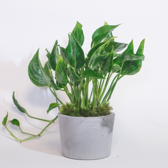 デスクに置ける観葉植物】ポトス・テルノシャングリラ×しっぽ苔の