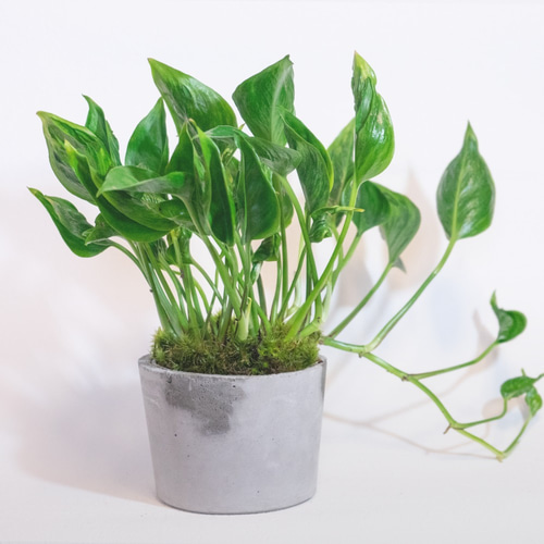 デスクに置ける観葉植物】ポトス・テルノシャングリラ×しっぽ苔の