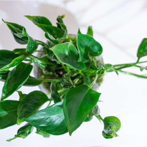 デスクに置ける観葉植物】ポトス・テルノシャングリラ×しっぽ苔の