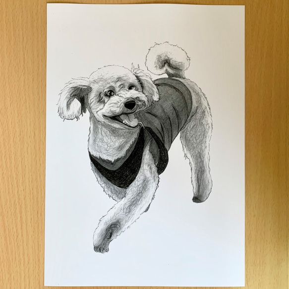 犬の鉛筆画（トイ・プードル） 1枚目の画像