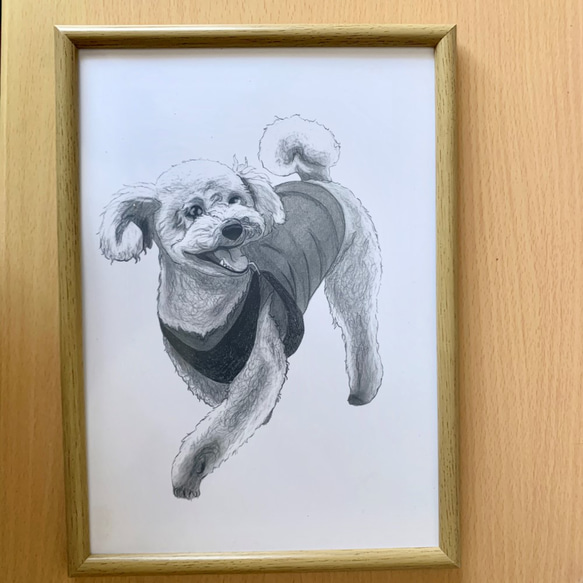 犬の鉛筆画（トイ・プードル） 3枚目の画像