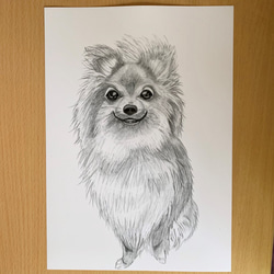 ポメラニアン❤️犬 原画　鉛筆画　絵画　手描き イラスト 2Lサイズ！！ 0_c235b5f99b61de94774f17aad0f0